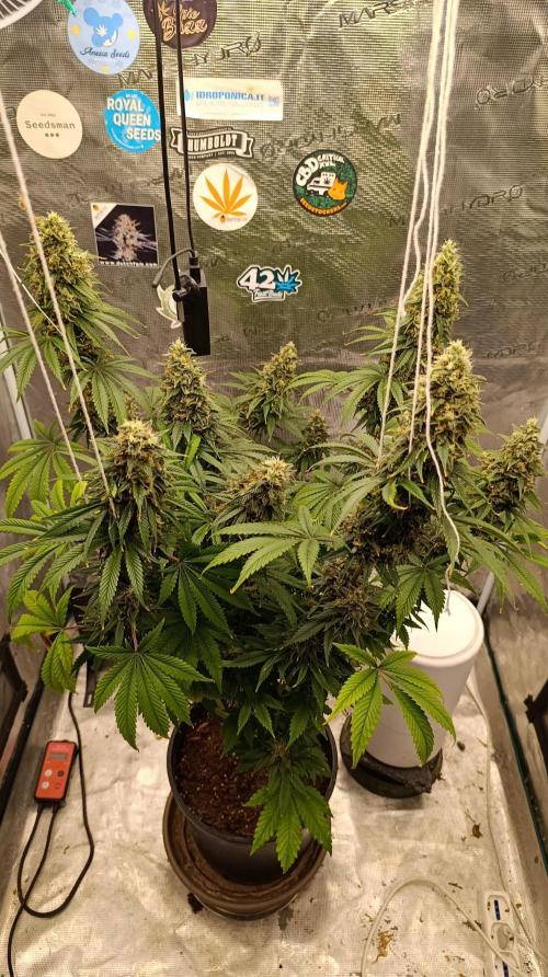 Eternity Grow cup 2026 /Sticky broccoli. Week 15