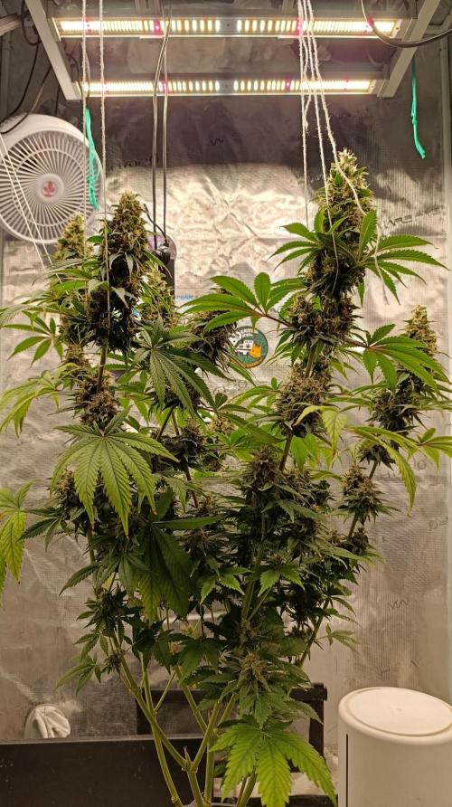 Eternity Grow cup 2026 /Sticky broccoli. Week 15