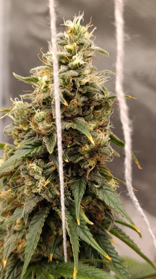 Eternity Grow cup 2026 /Sticky broccoli. Week 15
