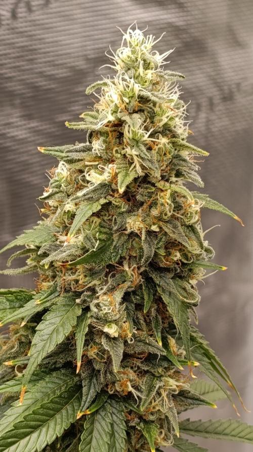 Eternity Grow cup 2026 /Sticky broccoli. Week 15