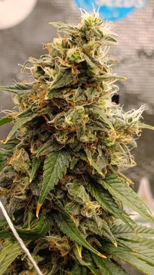 Eternity Grow cup 2026 /Sticky broccoli. Week 15