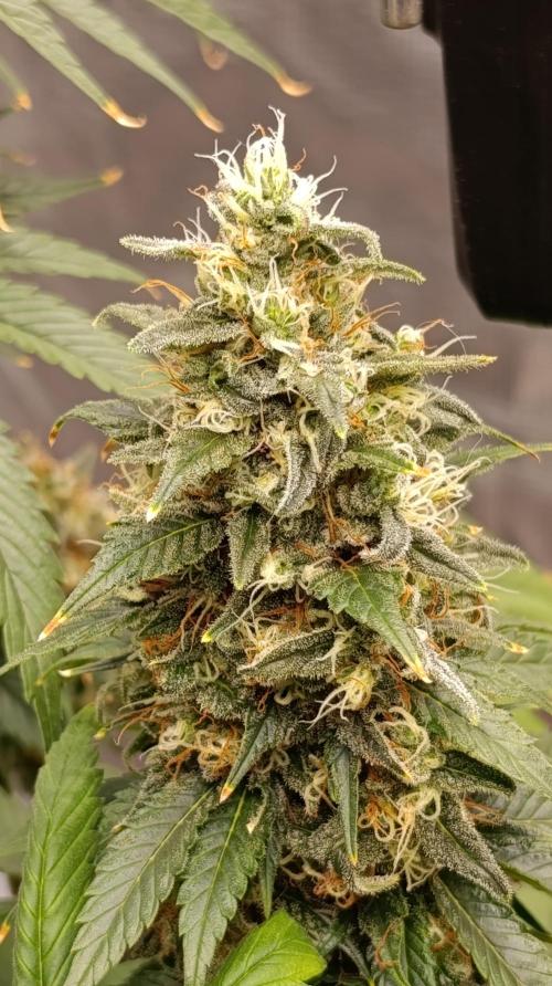 Eternity Grow cup 2026 /Sticky broccoli. Week 15