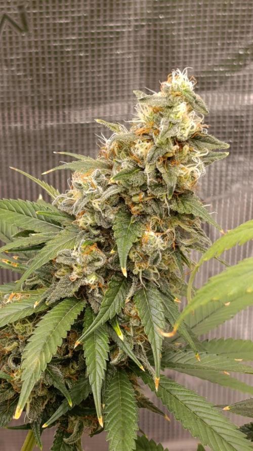 Eternity Grow cup 2026 /Sticky broccoli. Week 15