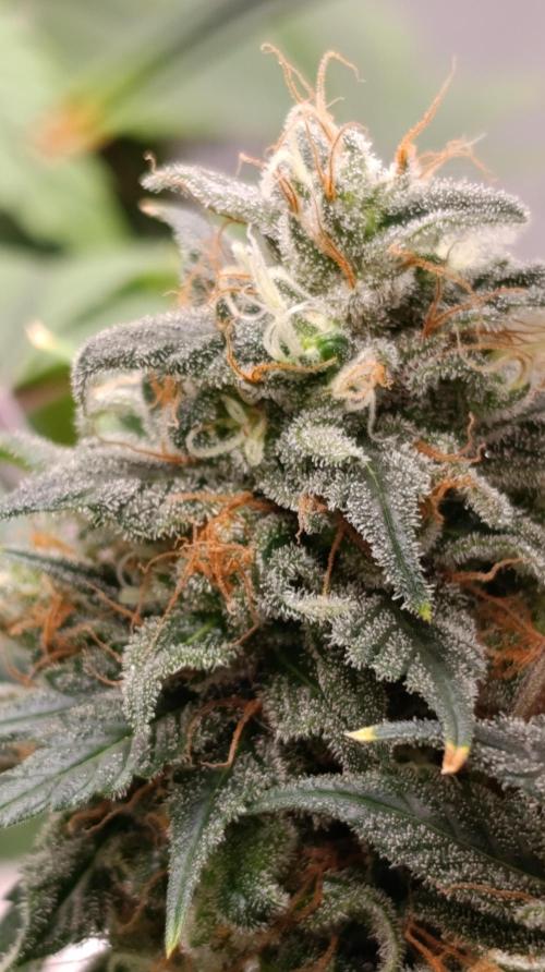 Eternity Grow cup 2026 /Sticky broccoli. Week 15