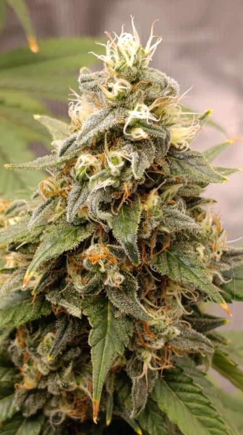 Eternity Grow cup 2026 /Sticky broccoli. Week 15