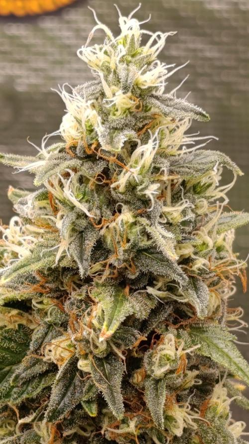 Eternity Grow cup 2026 /Sticky broccoli. Week 15