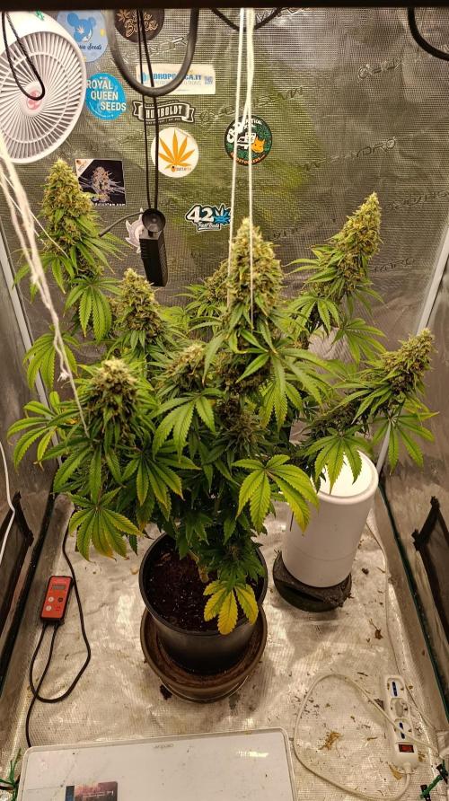 Eternity Grow cup 2026 /Sticky broccoli. Week 15