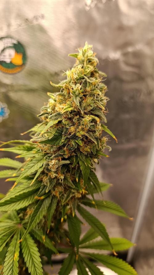 Eternity Grow cup 2026 /Sticky broccoli. Week 15