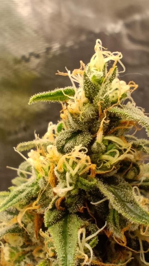 Eternity Grow cup 2026 /Sticky broccoli. Week 15