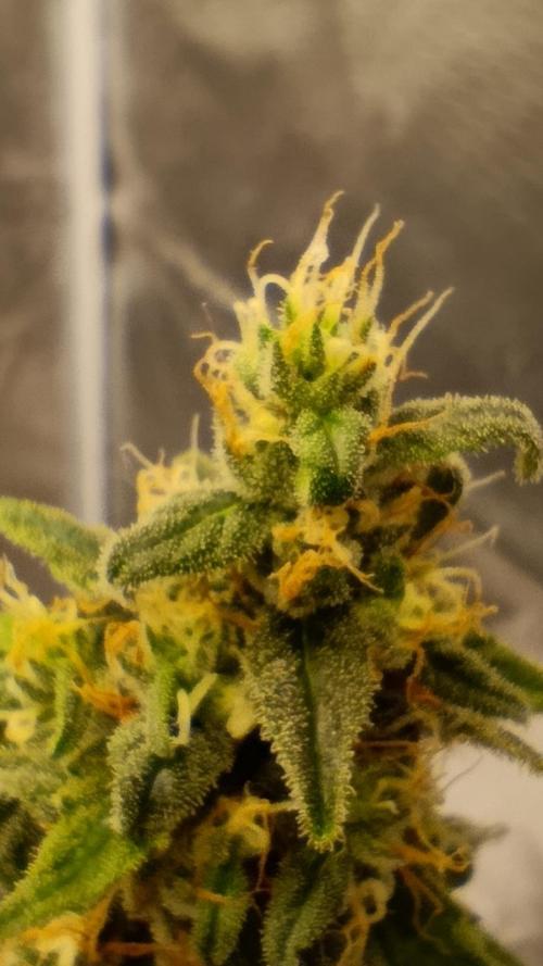 Eternity Grow cup 2026 /Sticky broccoli. Week 15