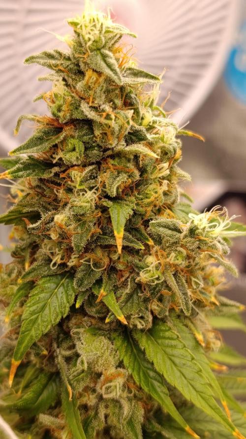 Eternity Grow cup 2026 /Sticky broccoli. Week 15
