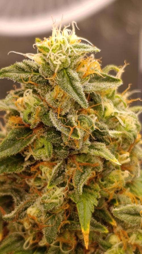 Eternity Grow cup 2026 /Sticky broccoli. Week 15
