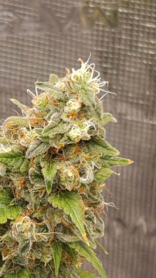 Eternity Grow cup 2026 /Sticky broccoli. Week 15