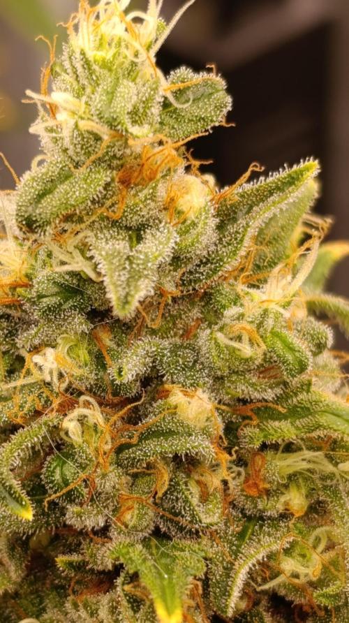 Eternity Grow cup 2026 /Sticky broccoli. Week 15