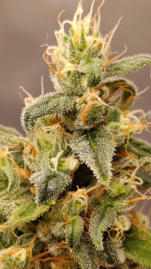Eternity Grow cup 2026 /Sticky broccoli. Week 15