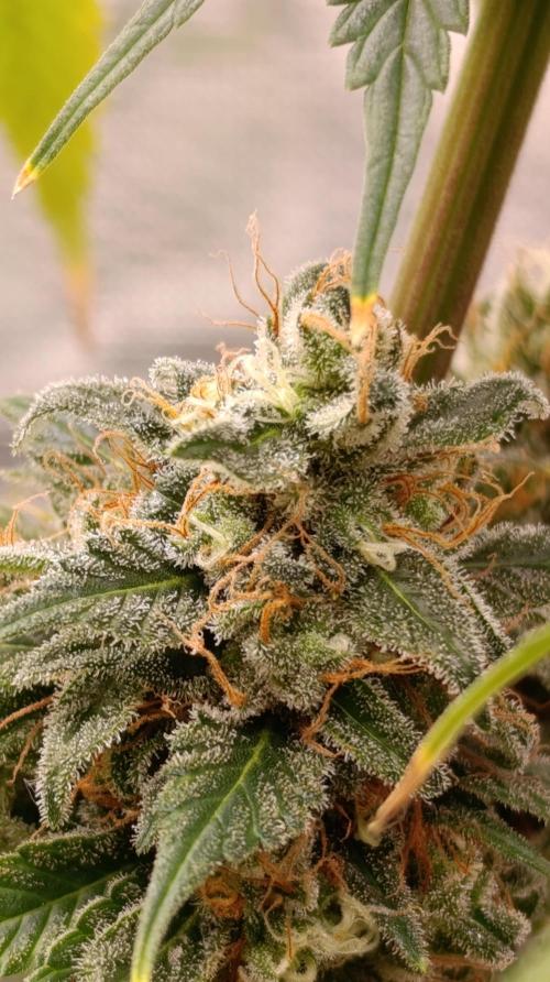 Eternity Grow cup 2026 /Sticky broccoli. Week 15