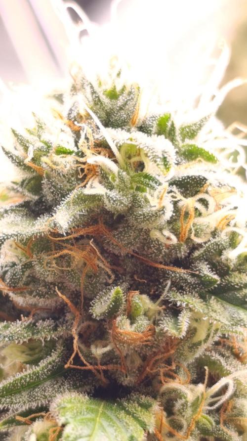 Eternity Grow cup 2026 /Sticky broccoli. Week 15