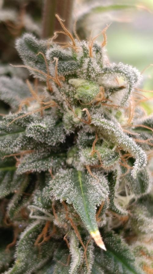 Eternity Grow cup 2026 /Sticky broccoli. Week 15