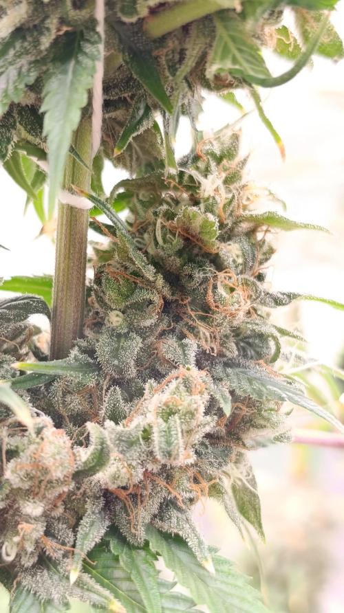 Eternity Grow cup 2026 /Sticky broccoli. Week 15