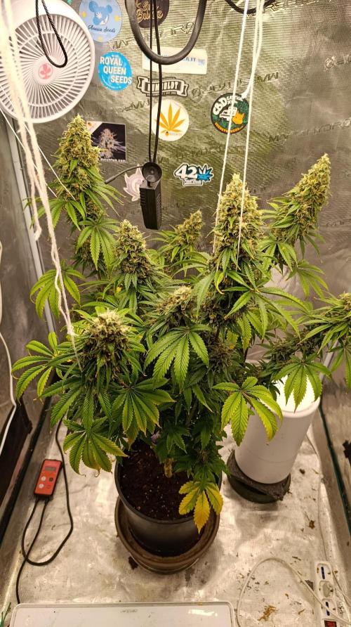 Eternity Grow cup 2026 /Sticky broccoli. Week 15