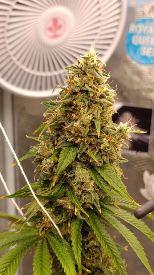 Eternity Grow cup 2026 /Sticky broccoli. Week 15