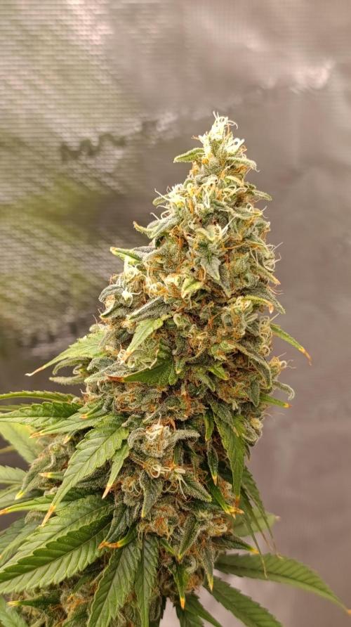Eternity Grow cup 2026 /Sticky broccoli. Week 15
