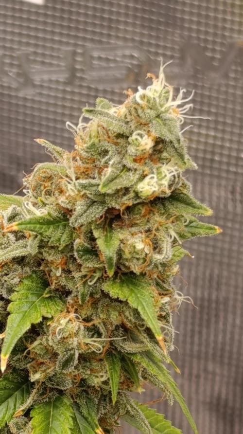 Eternity Grow cup 2026 /Sticky broccoli. Week 15