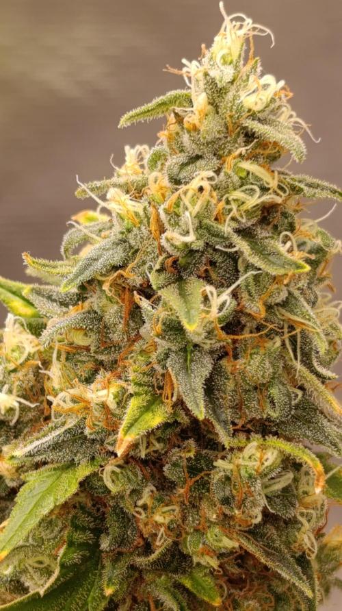 Eternity Grow cup 2026 /Sticky broccoli. Week 15