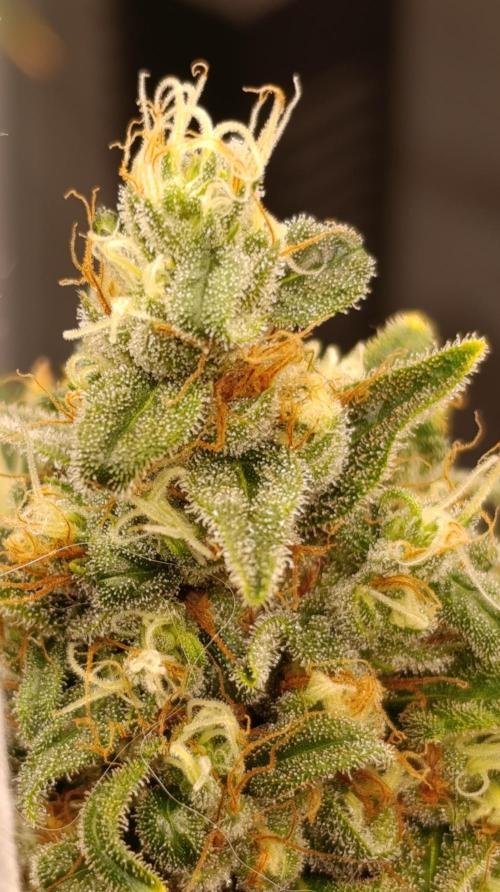 Eternity Grow cup 2026 /Sticky broccoli. Week 15
