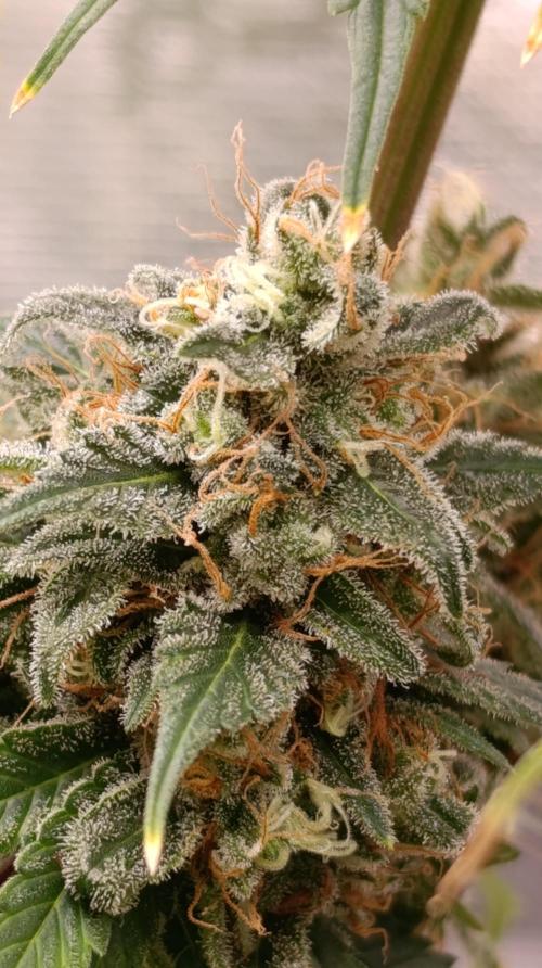 Eternity Grow cup 2026 /Sticky broccoli. Week 15