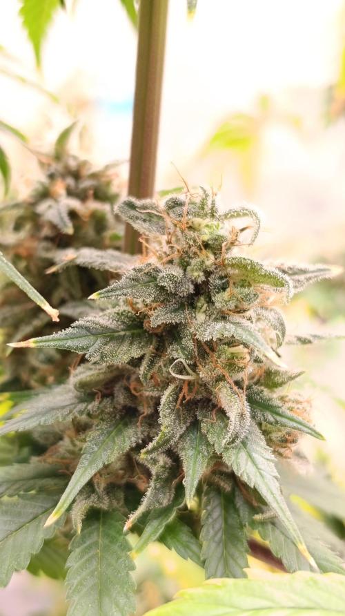 Eternity Grow cup 2026 /Sticky broccoli. Week 15