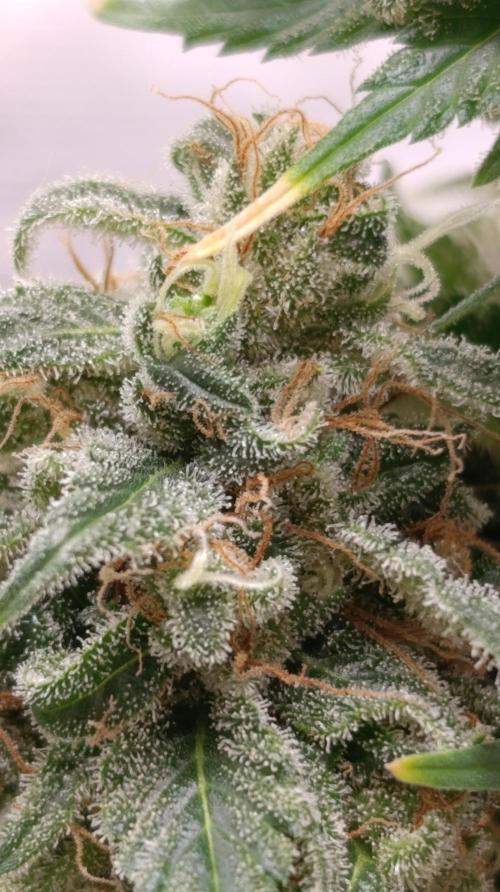 Eternity Grow cup 2026 /Sticky broccoli. Week 15
