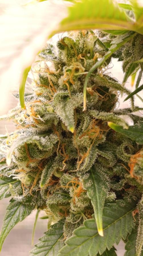 Eternity Grow cup 2026 /Sticky broccoli. Week 15