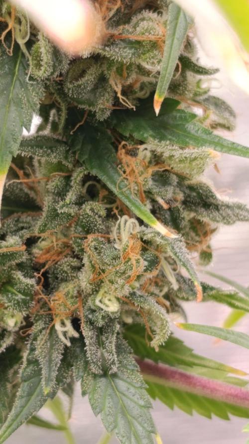 Eternity Grow cup 2026 /Sticky broccoli. Week 15