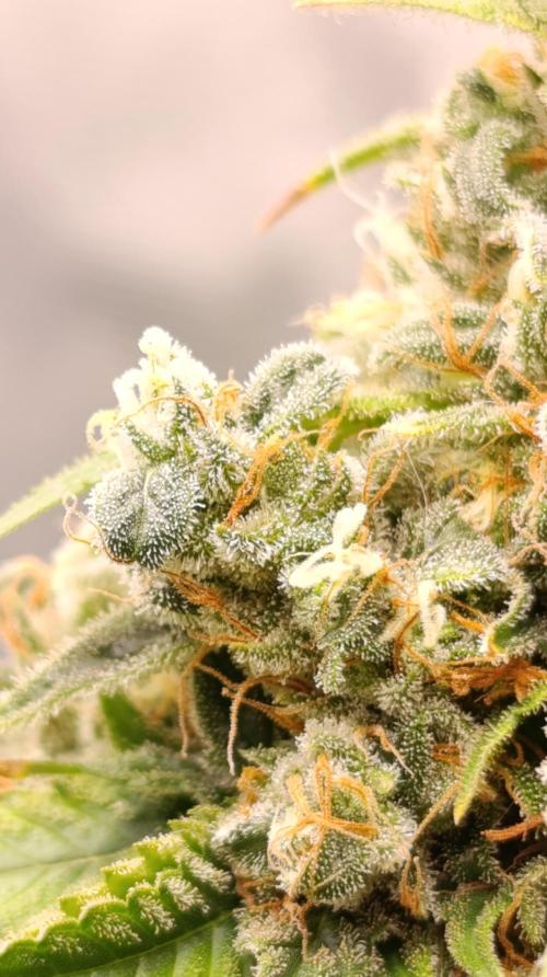 Eternity Grow cup 2026 /Sticky broccoli. Week 15