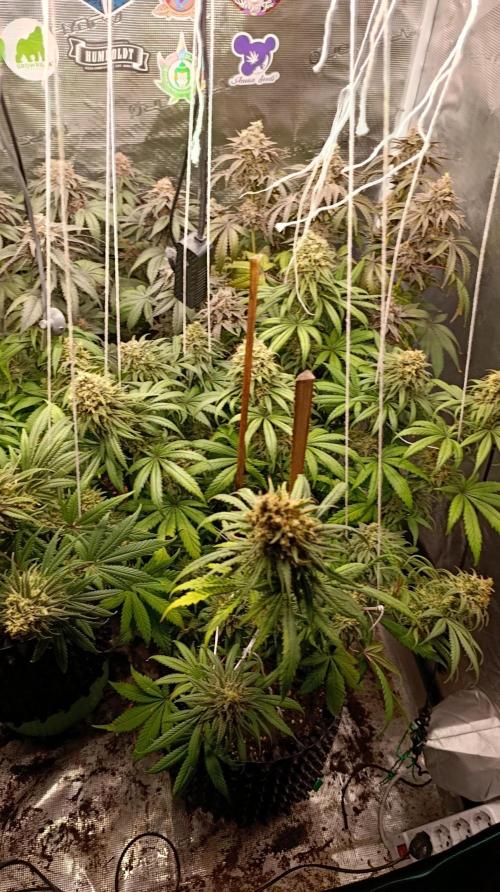 Cherry strudel Sherbisnky/Sensi seeds. Week 15