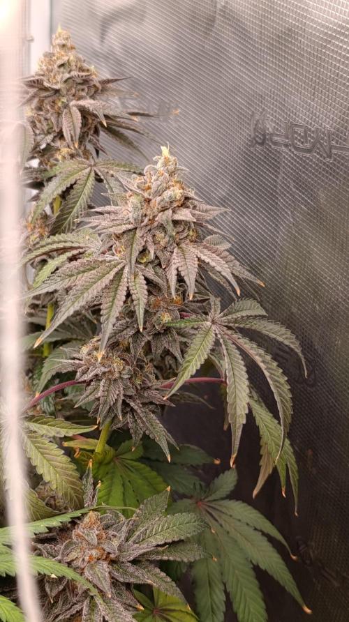 Cherry strudel Sherbisnky/Sensi seeds. Week 15