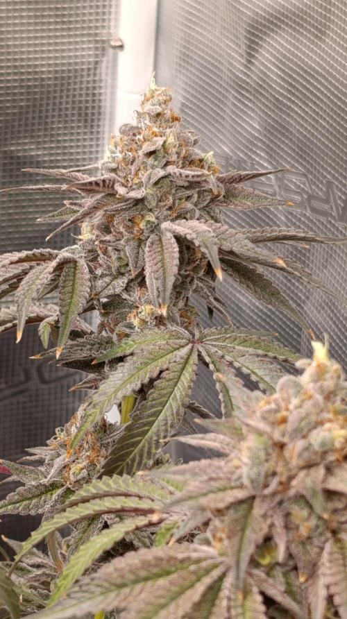 Cherry strudel Sherbisnky/Sensi seeds. Week 15