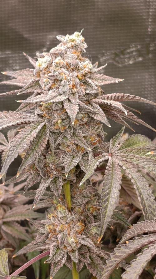 Cherry strudel Sherbisnky/Sensi seeds. Week 15