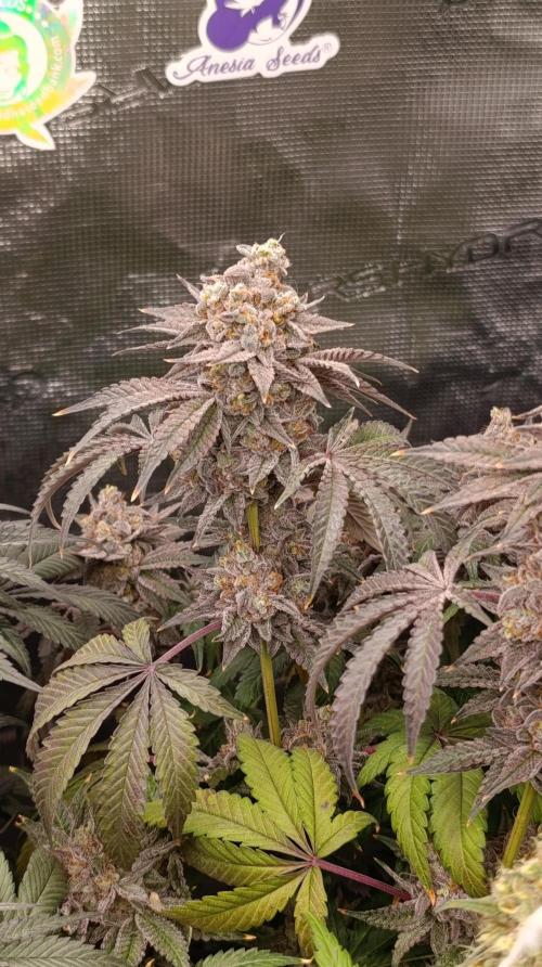 Cherry strudel Sherbisnky/Sensi seeds. Week 15
