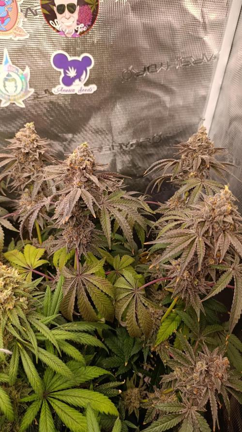 Cherry strudel Sherbisnky/Sensi seeds. Week 15