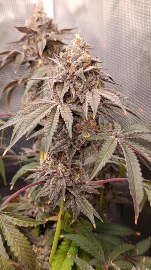 Cherry strudel Sherbisnky/Sensi seeds. Week 15