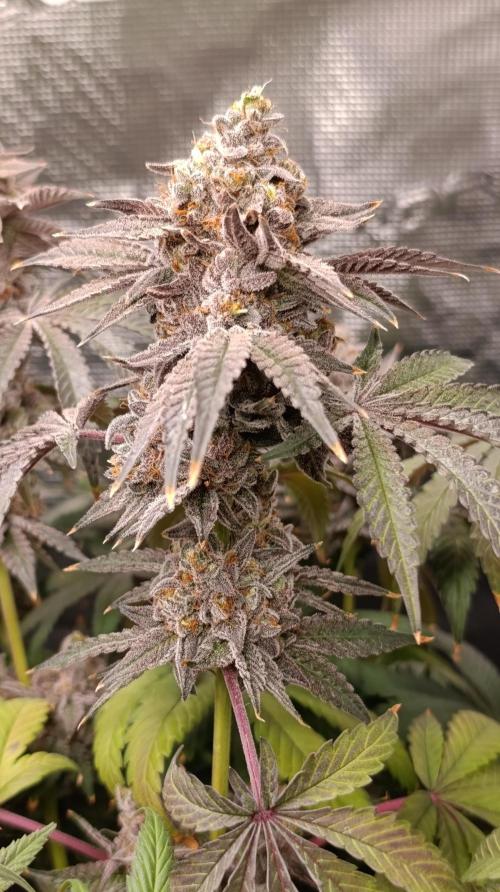 Cherry strudel Sherbisnky/Sensi seeds. Week 15