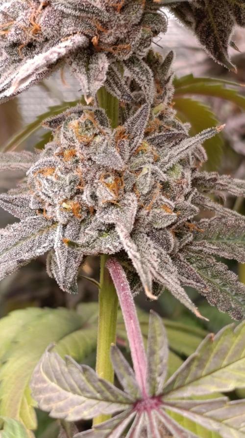 Cherry strudel Sherbisnky/Sensi seeds. Week 15