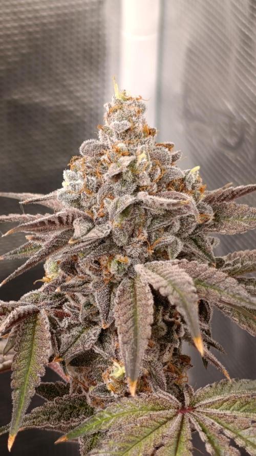 Cherry strudel Sherbisnky/Sensi seeds. Week 15