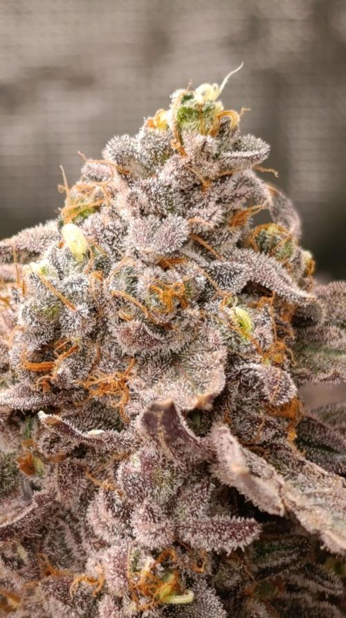 Cherry strudel Sherbisnky/Sensi seeds. Week 15