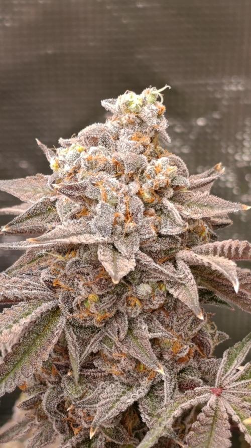 Cherry strudel Sherbisnky/Sensi seeds. Week 15