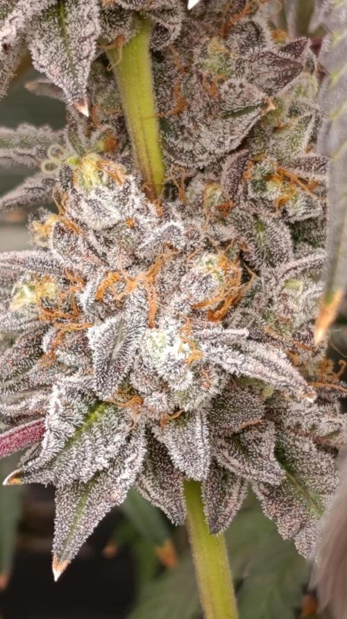Cherry strudel Sherbisnky/Sensi seeds. Week 15