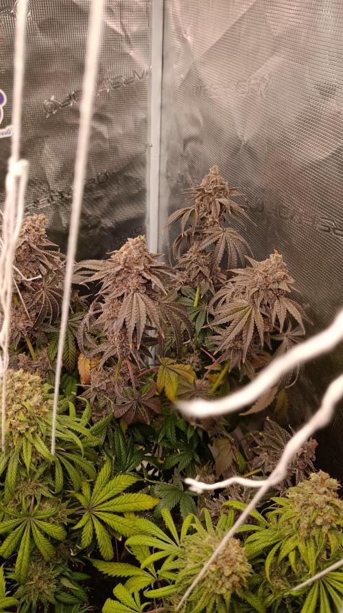 Cherry strudel Sherbisnky/Sensi seeds. Week 15