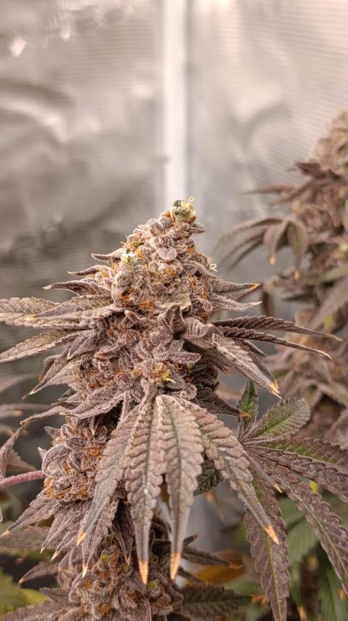 Cherry strudel Sherbisnky/Sensi seeds. Week 15